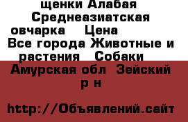 щенки Алабая (Среднеазиатская овчарка) › Цена ­ 15 000 - Все города Животные и растения » Собаки   . Амурская обл.,Зейский р-н